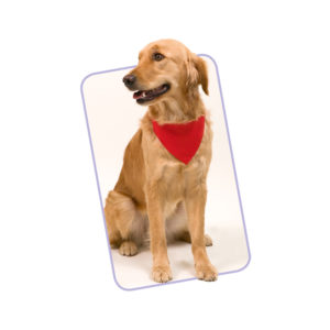 pet bandana